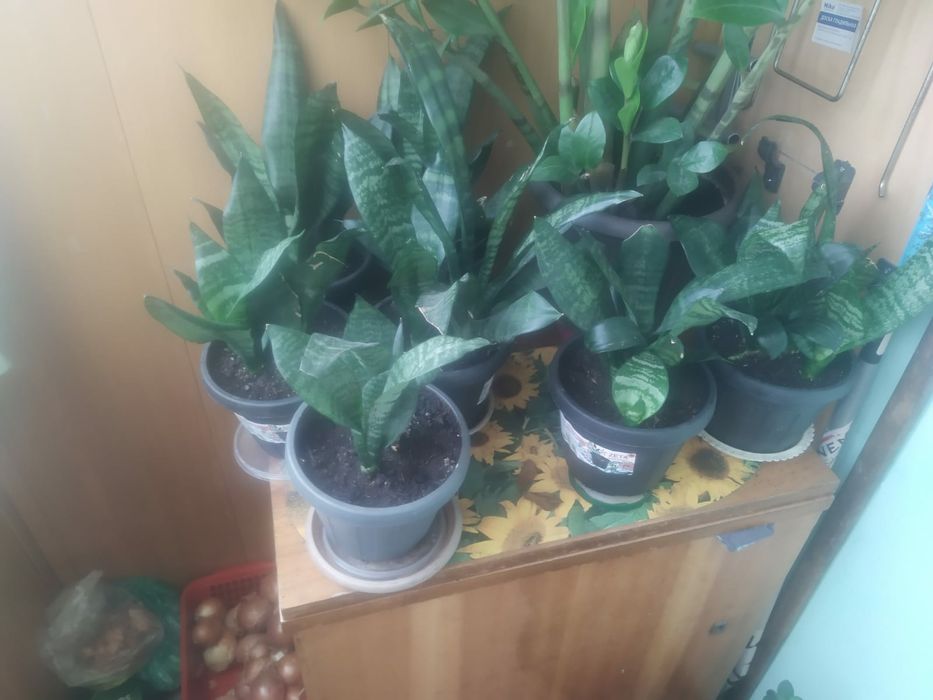 Продам комнатные растения