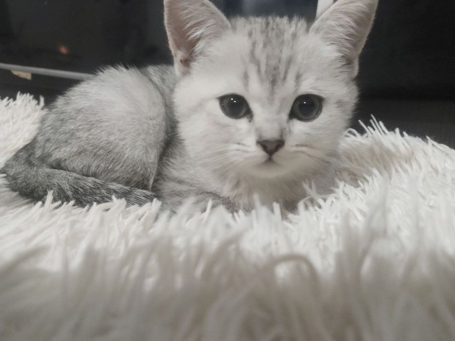 Skidka Tozza zot mushukchamizga