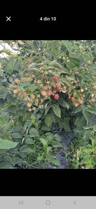 Vind butasi zmeura marvila