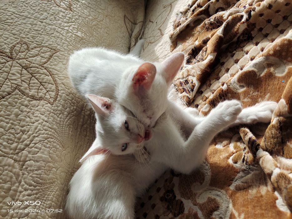 Отдам котят 4 месячных