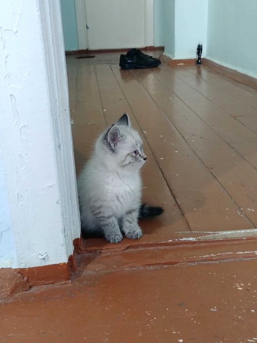 Отдам в добрые и заботливые руки замечательную кошечку! по имени Гав