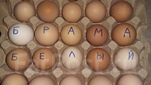 Брама(Brama)тухумлари сотилади