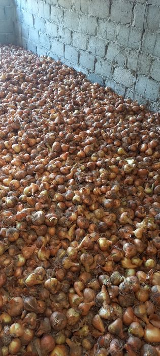 Ceapa plata din arpagic