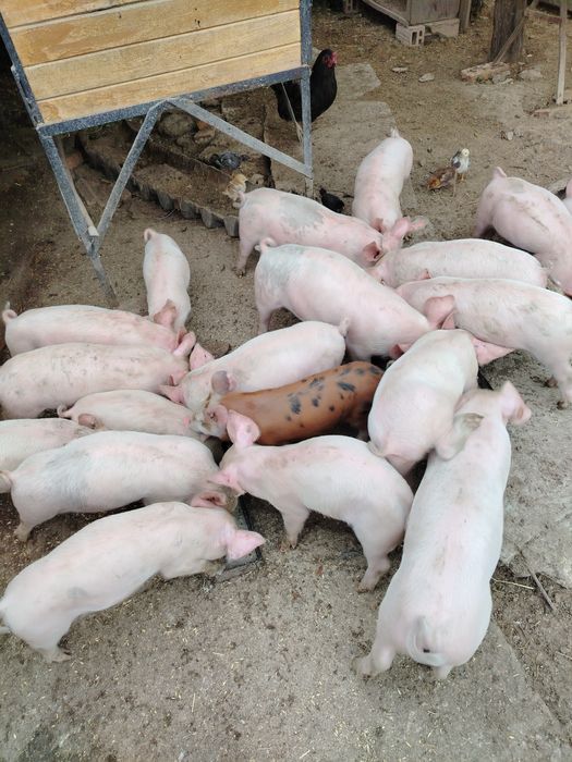 Малки бели прасета