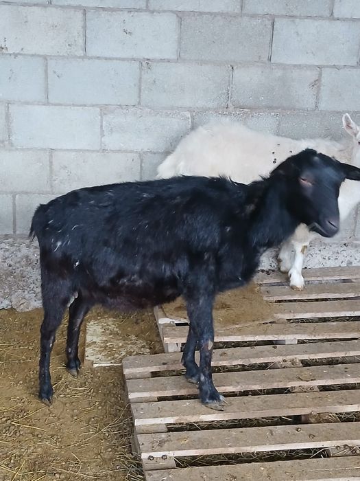 Ешкі теке козы лақ