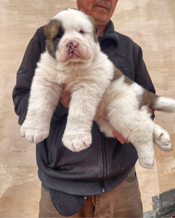 Щенок Алабая ( Супер Гигант )