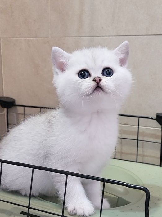 British shorthair chinchilla