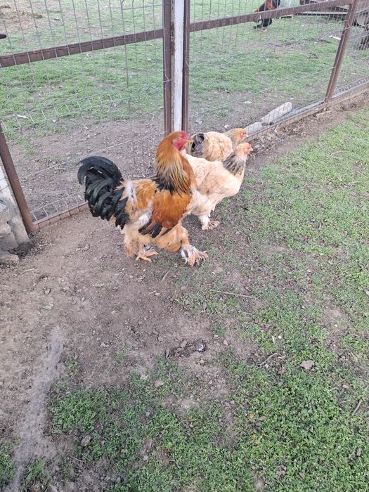 Vând fam.brahma columbia