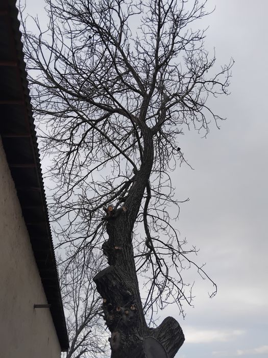 Yong'oq daraxti sotamiz.Juda qalin aylanasi2 metr buyi manimcha10 metr