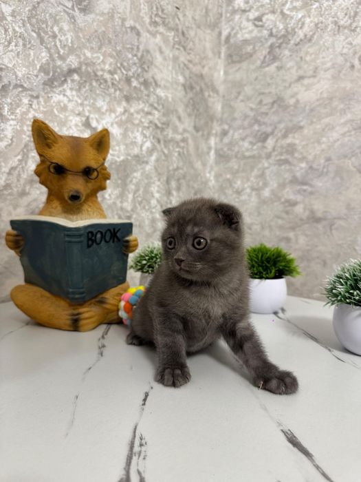 Продаются котята