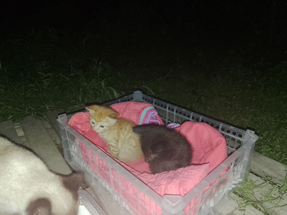Котята маленькие, голубоглазые