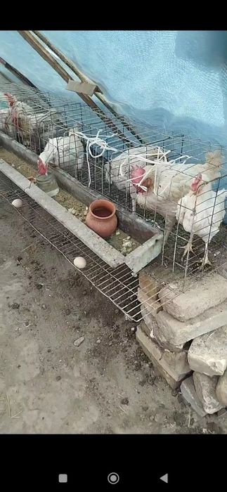 Garantiya tovuqlarga