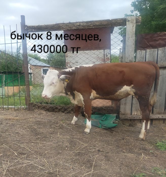 Продам телят. п. Дарьинск
