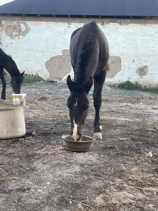 Құнан сатылады  жуас