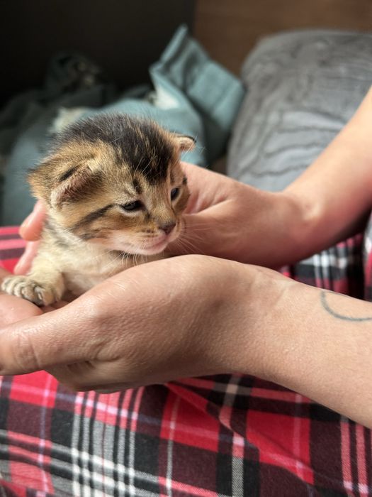 Продам Котят Чаузи f4