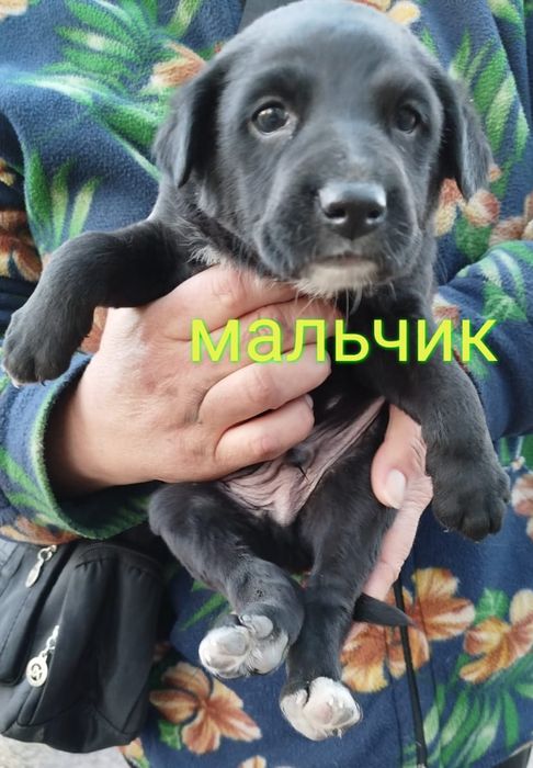 Ищем дом щенкам.