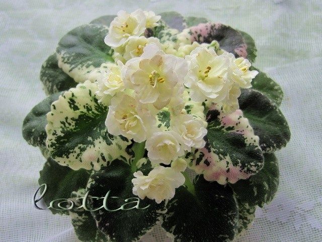 Продаются взрослые цветущие фиалки , а также детки