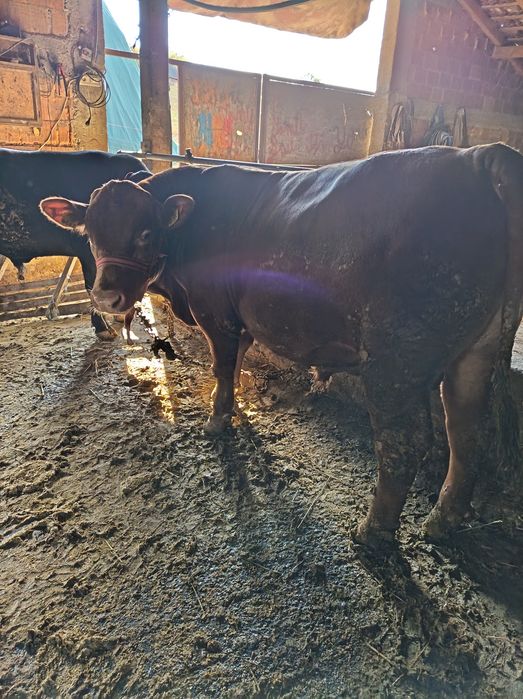 Tauras angus de vanzare