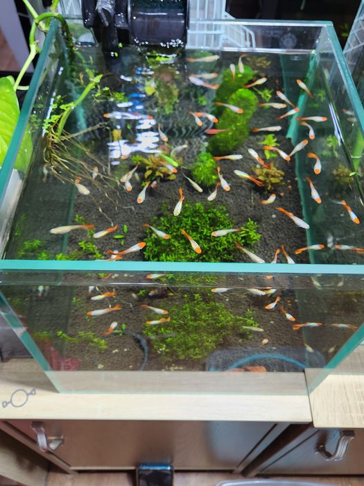 Аквариумные растение