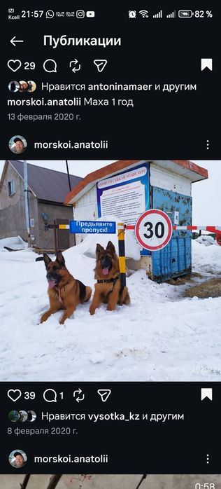 Щенки немецкой овчарки