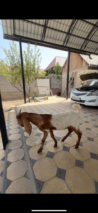 Камори козлята..