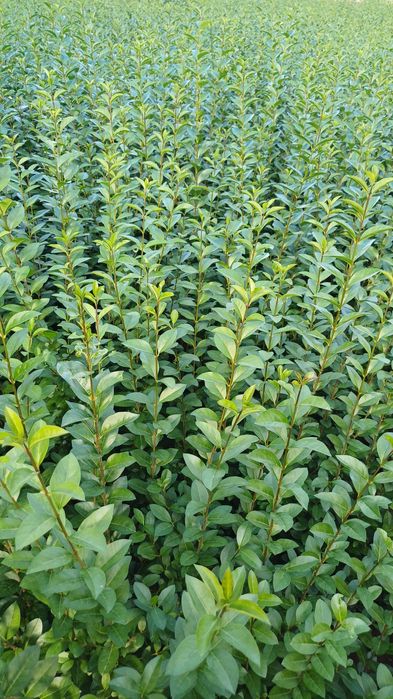 Лигуструм на гол корен за жив плет