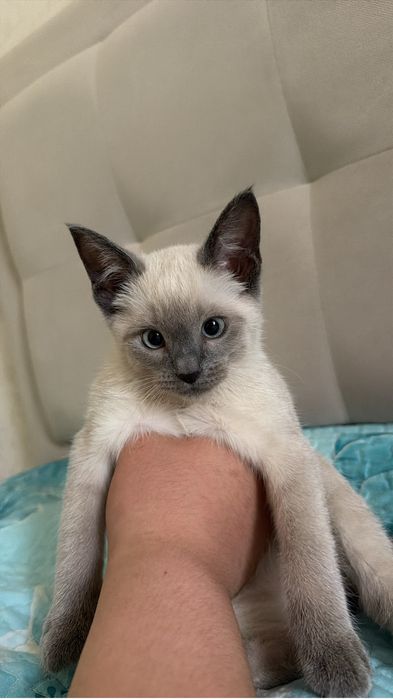 котёнк сиамски 5 айлық