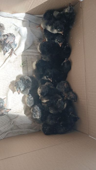 Продам породных цыплят