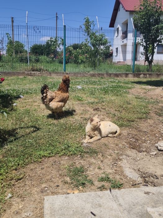 OFERTĂ!! Cocoș strumski cu 3 găini