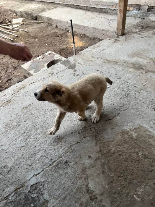 Erkak Alabay sotiladi 2 oylik