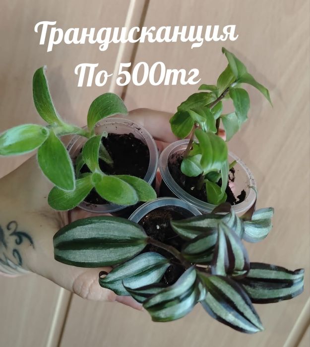 Продам комнатные растения