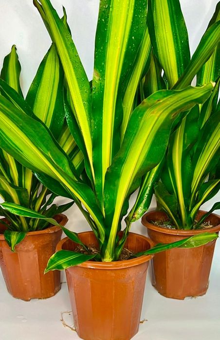 Драцена в одном кашпо 3 шт