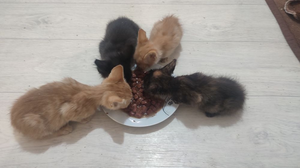 Отдам котят в хорошие руки