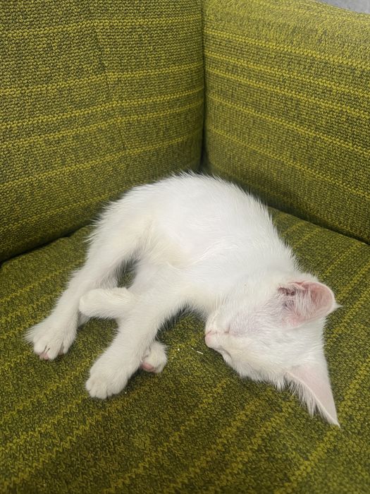 Котёнок, умная девочка)))