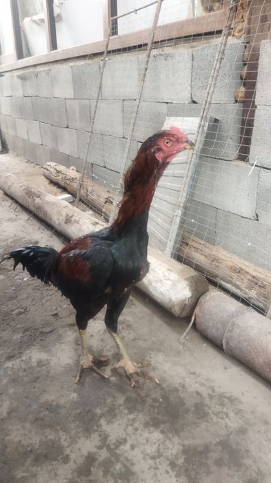 Кролики 11 месяцев 10000 куры