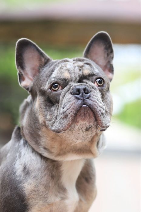 Вязка французский бульдог