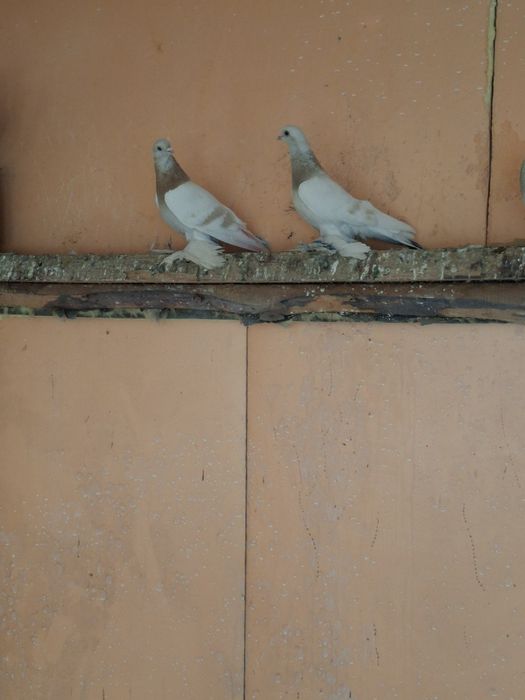 Продам голубей самцы