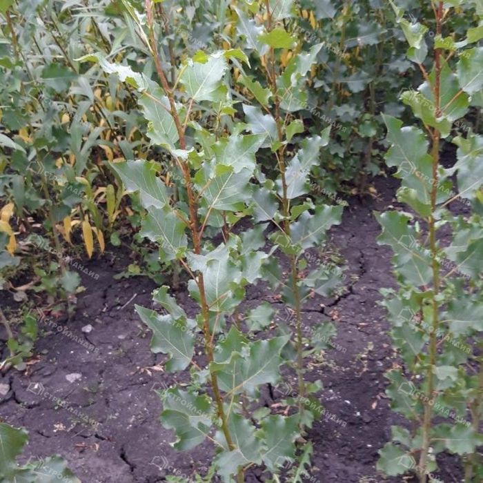 Саженцы деревьев в горшке