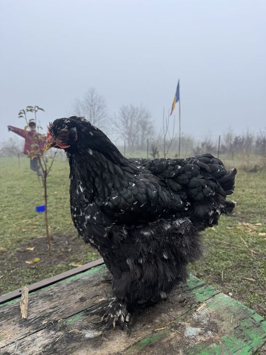 Oua cochichina bobat