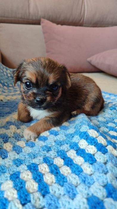 Продам щенка метисы