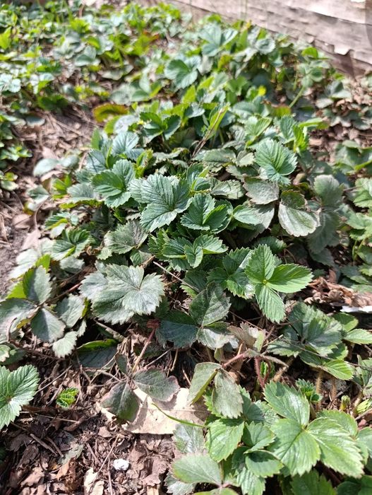 Продам рассаду клубники.