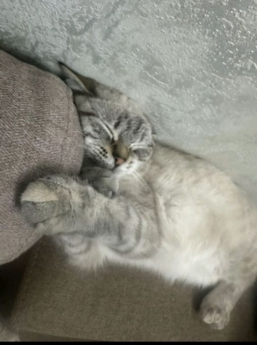 Отдам кошки в хорошие руки