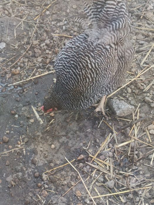 Familie Playmouth Rock Barat