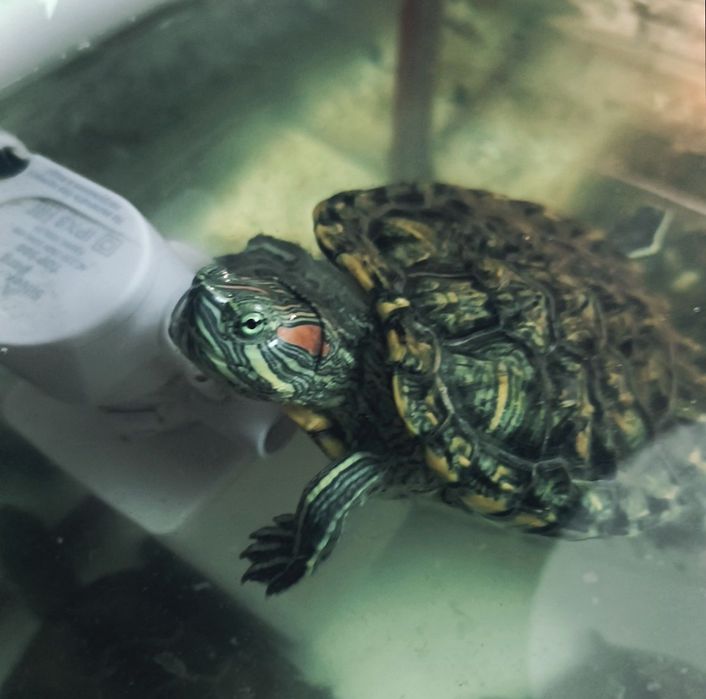 Продам красноухую черепаху