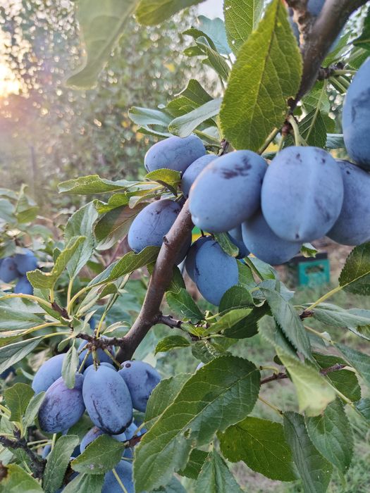 Gem de prune  – preparat din prune românești