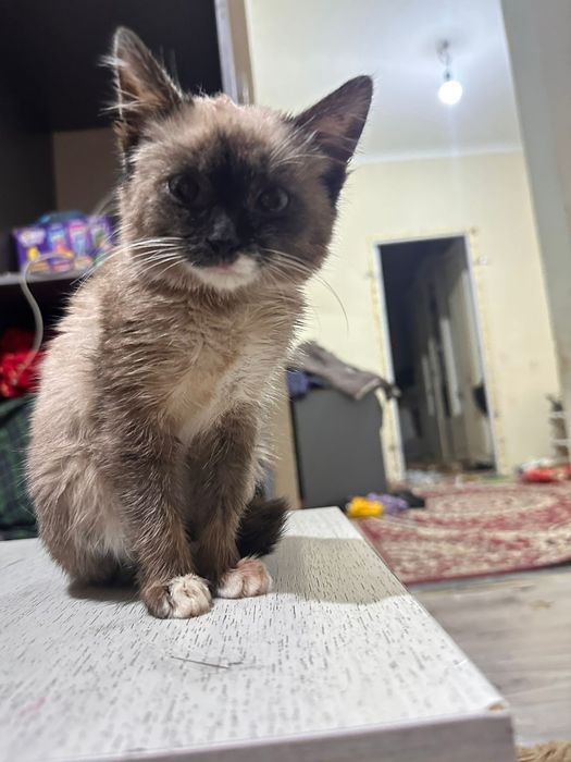 Сиамский мысык сатылады