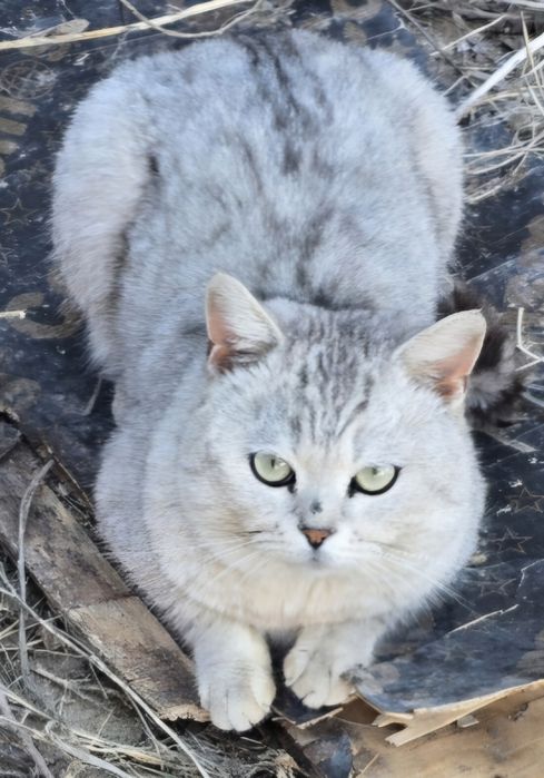 Котята в добрые руки!
