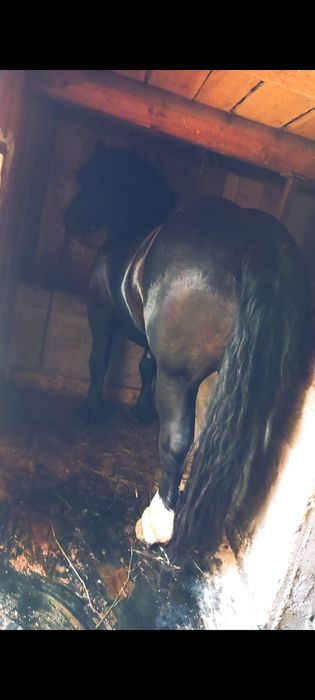 Harmăsar de 5 ani, trăsură garantată