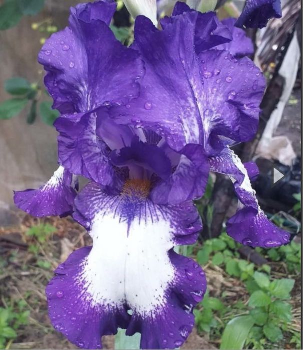 Ирисы многолетники