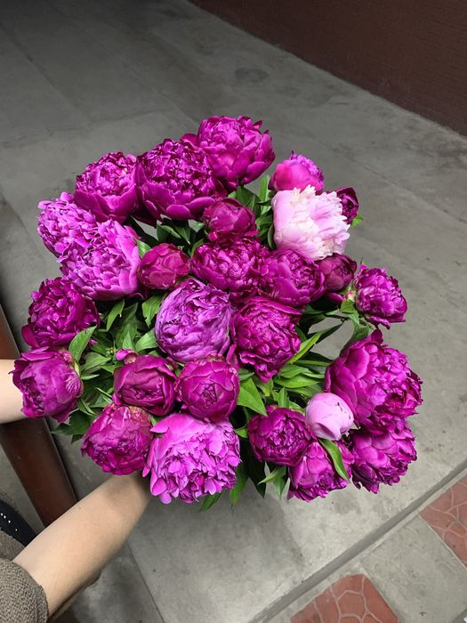 Ароматные пионы